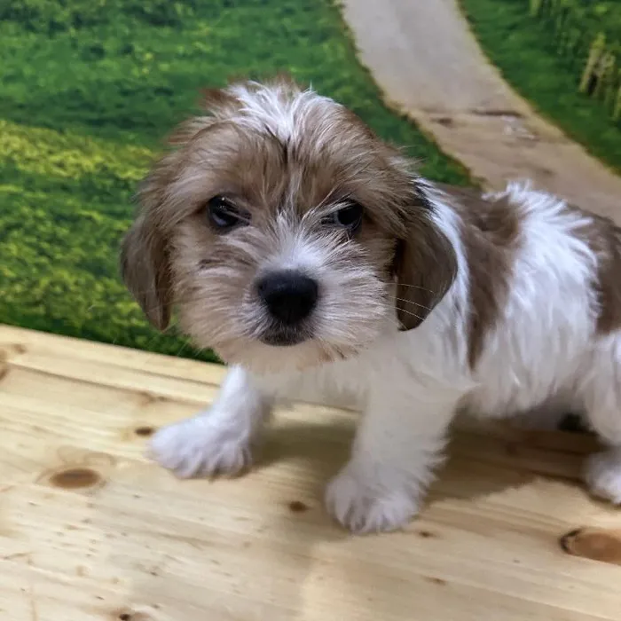 Female Shorkie Puppy for Sale in Lee's Summit, MO