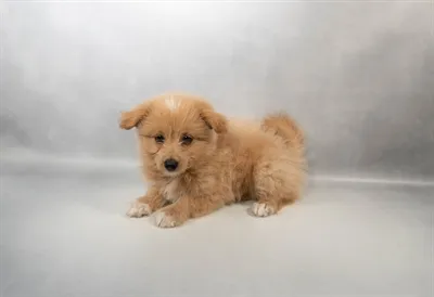 Female Pom-A-Poo puppy named Aspen for sale at Summit Zoo.