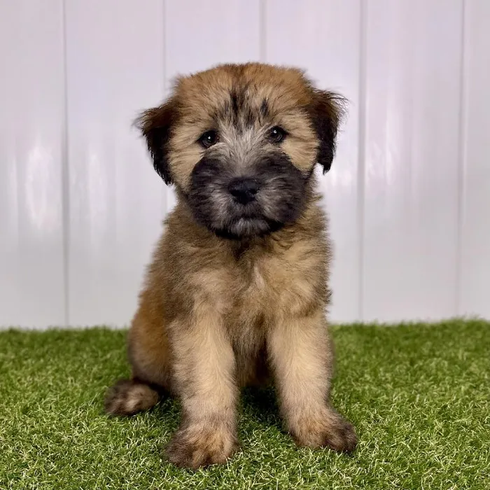 Female Soft Coated Wheaten Terrier Puppy for Sale in Lee's Summit, MO