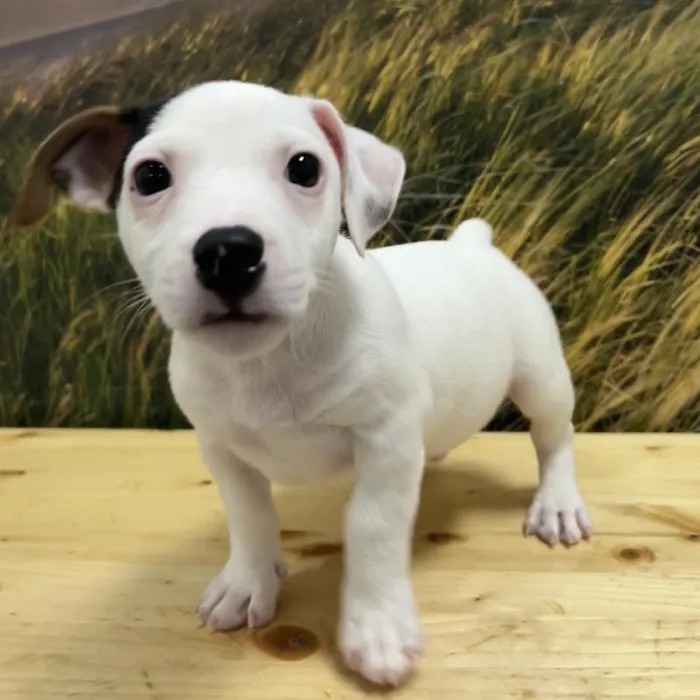 Male Jack Russell Terrier Puppy for Sale in Lee's Summit, MO