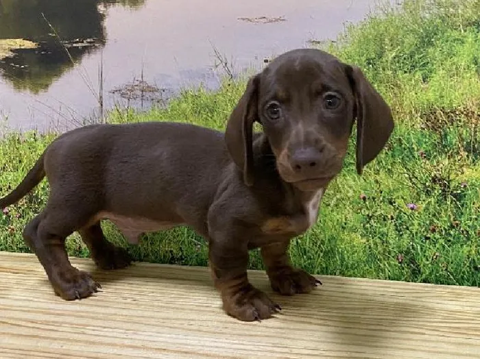 Male Dachshund Puppy for Sale in Lee's Summit, MO