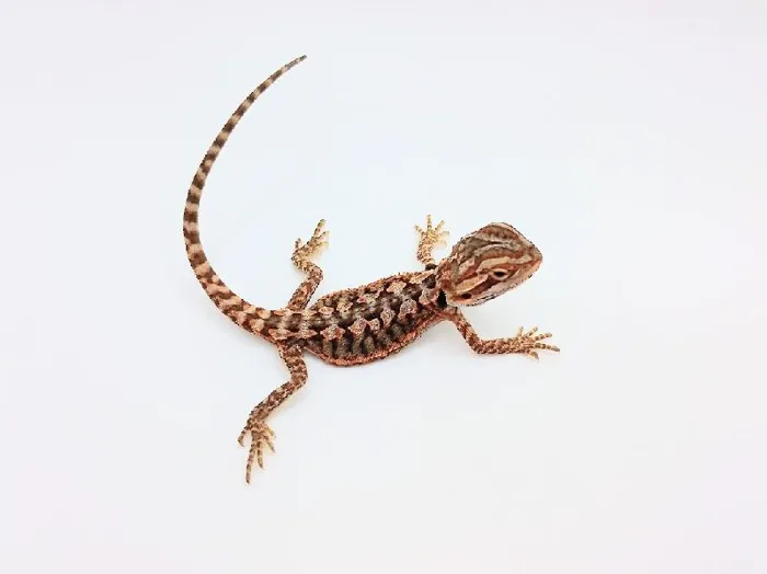 Unknown Citrus Bearded Dragon Leatherback Reptile for Sale in Lee's Summit, MO