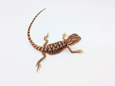 Unknown Citrus Bearded Dragon Leatherback Reptile for Sale in Lee's Summit, MO