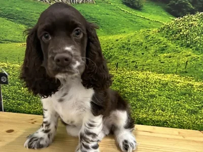 Male Cocker Spaniel Puppy for Sale in Lee's Summit, MO