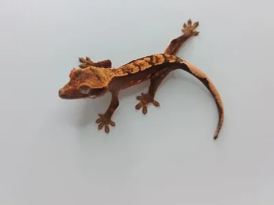 Unknown Crested Gecko Reptile for Sale in Lee's Summit, MO