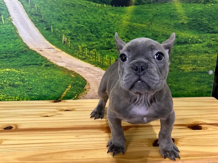 Male French Bulldog Puppy for Sale in Lee's Summit, MO