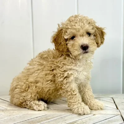 Female Cockapoo Puppy for Sale in Lee's Summit, MO