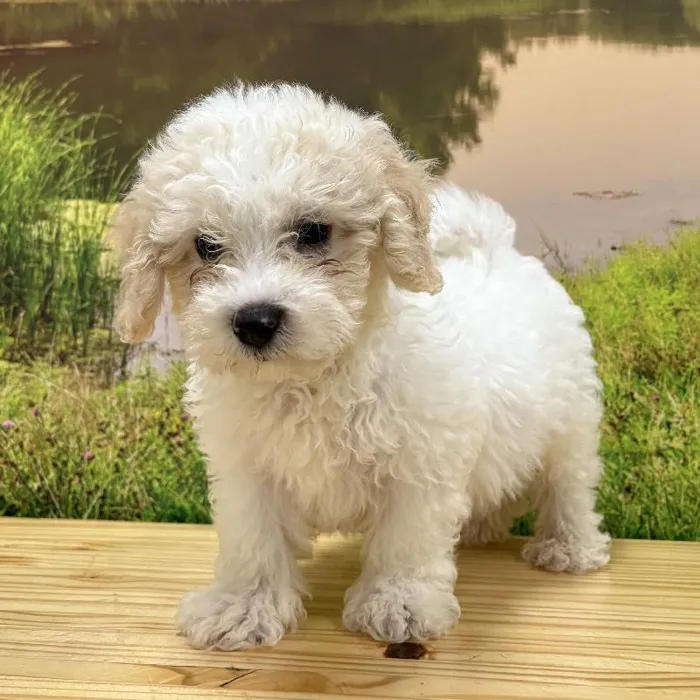 Male Bichon-Poodle Puppy for Sale in Lee's Summit, MO