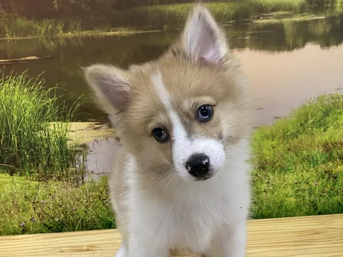 Male Pomeranian Puppy for Sale in Lee's Summit, MO