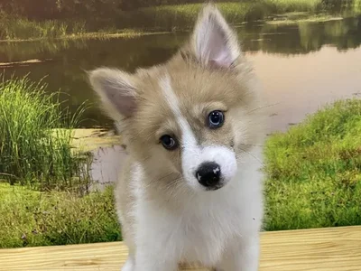 Male Pomeranian Puppy for Sale in Lee's Summit, MO