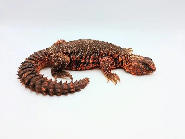 Male Red Nigerian Uromastyx Reptile for Sale in Lee's Summit, MO