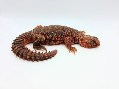 Male Red Nigerian Uromastyx Reptile for Sale in Lee's Summit, MO
