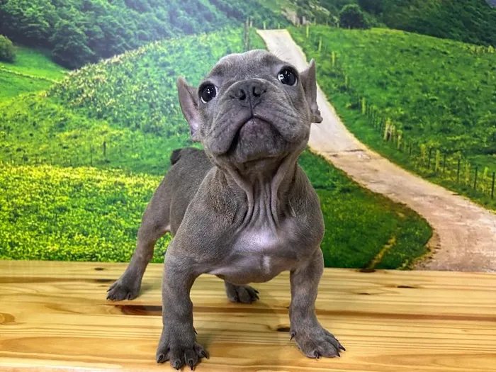 Male French Bulldog Puppy for Sale in Lee's Summit, MO