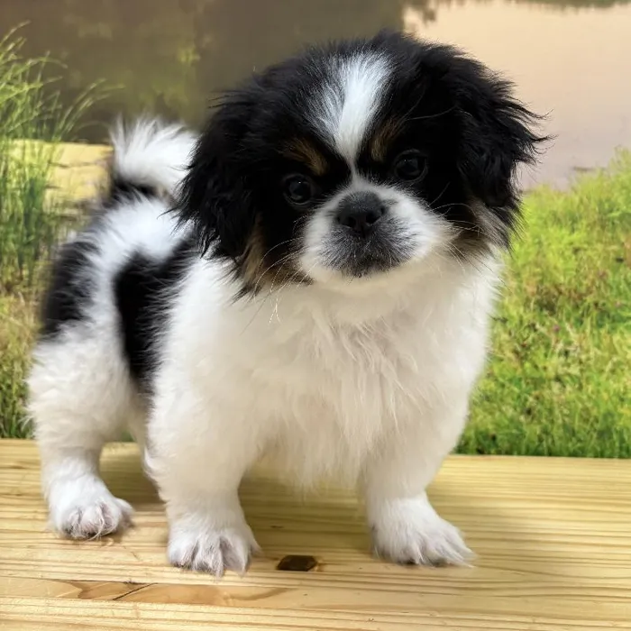 Male Pekingese Puppy for Sale in Lee's Summit, MO