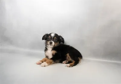 Female Hybrid puppy for sale at Summit Zoo.