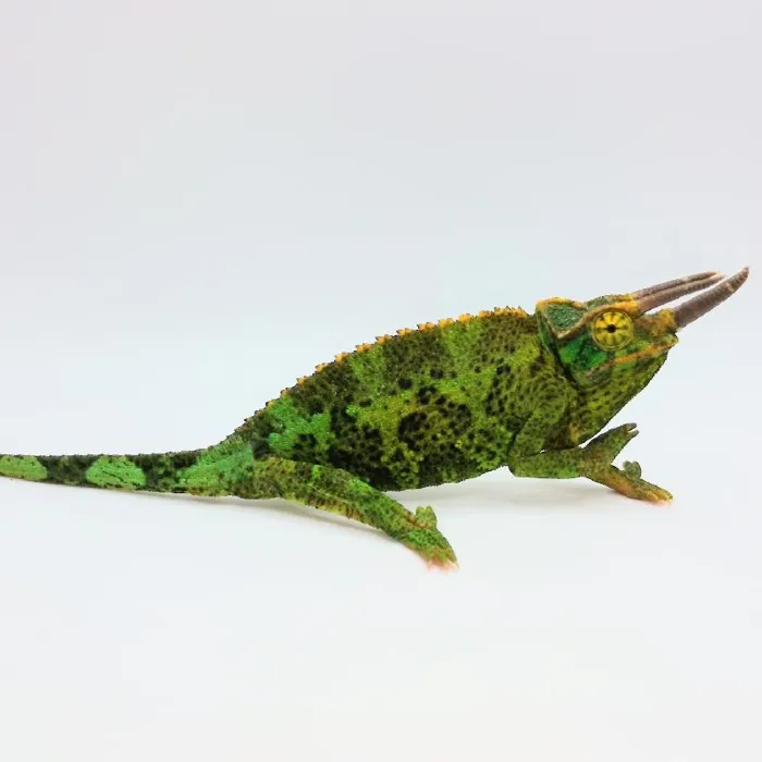 Unknown Jacksons Chameleon Reptile for Sale in Lee's Summit, MO