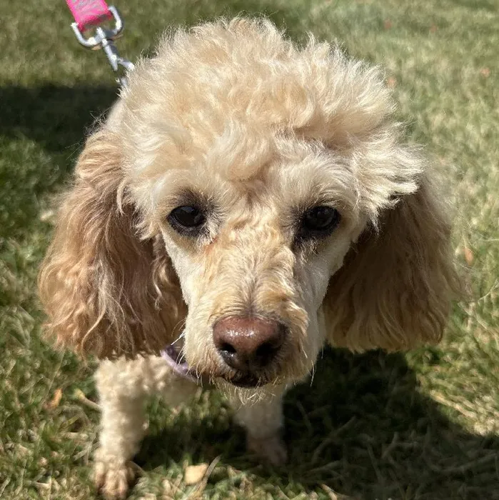 Female Toy Poodle Adoption adoption dog named Rosie for sale at Summit Zoo.