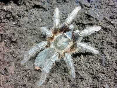 Unknown Stripe Knee Tarantula Arachnid for Sale in Lee's Summit, MO