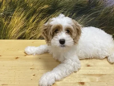 Female Cockapoo Puppy for Sale in Lee's Summit, MO