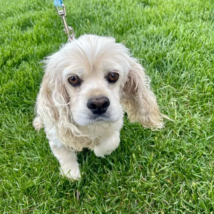 Female Cocker Spaniel (Adoption) Adoption Dog for Sale in Lee's Summit, MO
