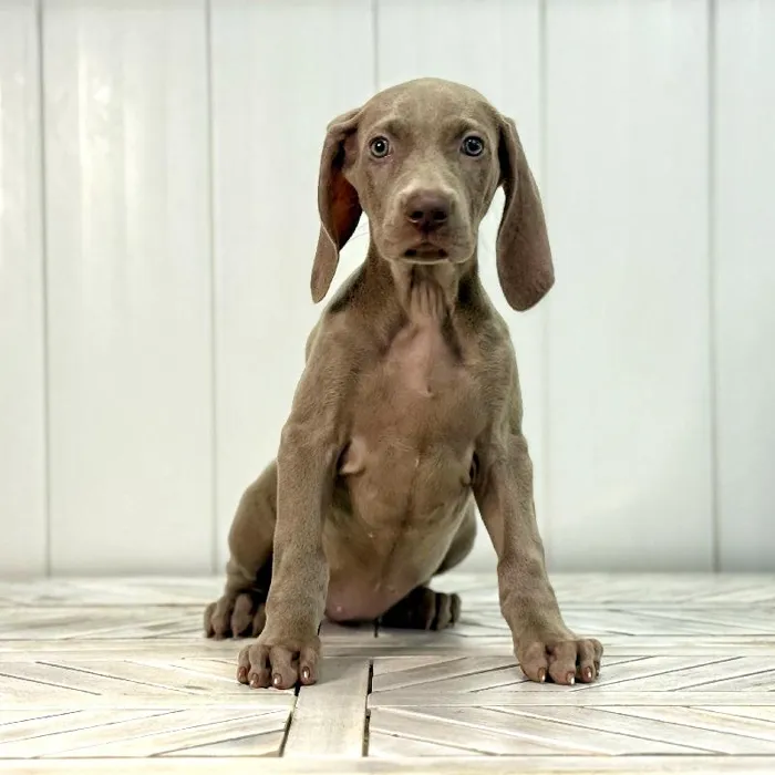 Female Weimaraner puppy named Jade for sale at Summit Zoo.