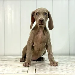 Female Weimaraner puppy named Jade for sale at Summit Zoo.