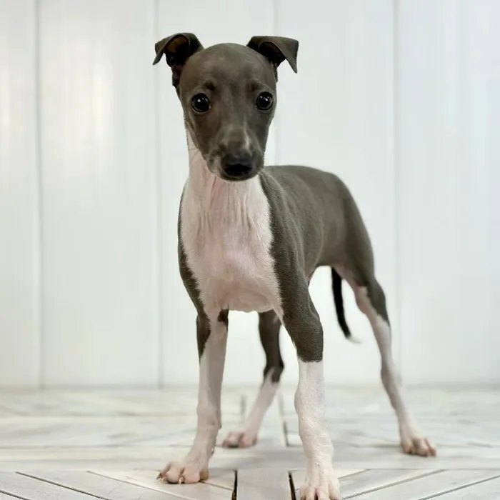 Male Italian Greyhound puppy named Reign for sale at Summit Zoo.