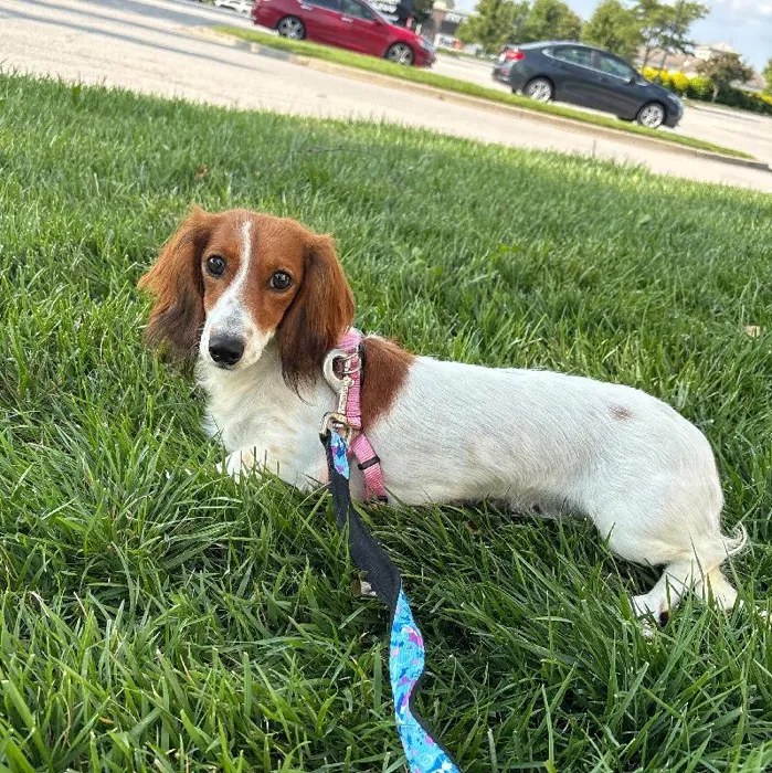 Female Dachshund (Adoption) adoption dog named Peppermint Patty for sale at Summit Zoo.