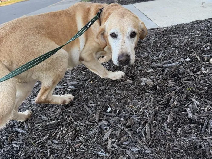 Male Labrador Retriever Adoption Adoption Dog for Sale in Lee's Summit, MO