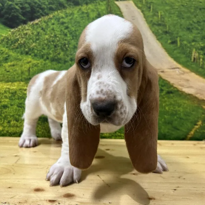 Female Basset Hound Puppy for Sale in Lee's Summit, MO