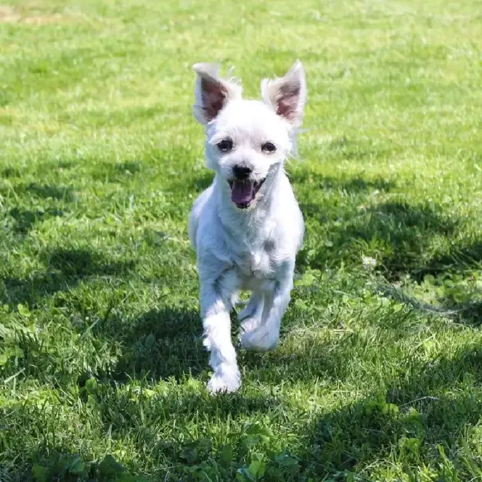 Male Maltese (Adoption) Adoption Dog for Sale in Lee's Summit, MO