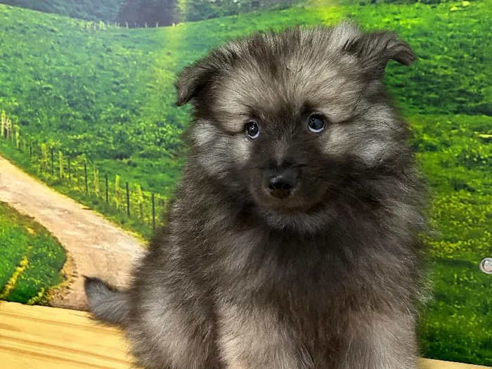 Male Keeshond Puppy for Sale in Lee's Summit, MO