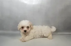 car_main_img_/media/ap_media/pets/ZPAQAHGFJXCB35139.webp.250x250_q85.webp