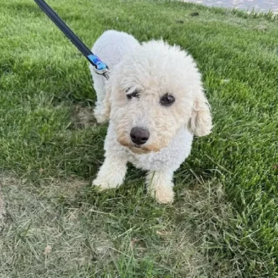 Female Bichon Frise Adoption Adoption Dog for Sale in Lee's Summit, MO
