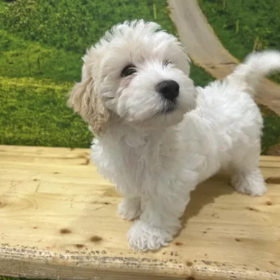 Female Hava-Chon Puppy for Sale in Lee's Summit, MO