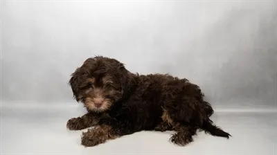 Female Havanese puppy named Pudding for sale at Summit Zoo.