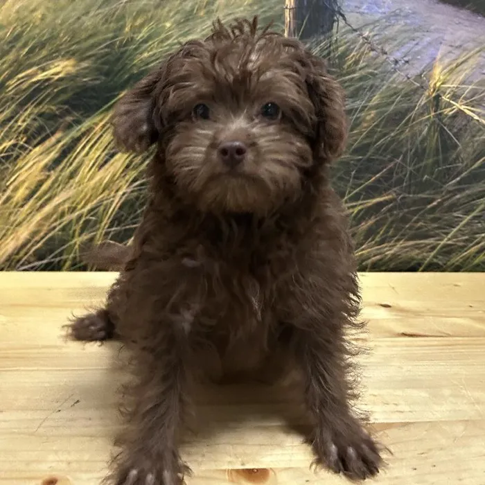 Male Havapoo Puppy for Sale in Lee's Summit, MO