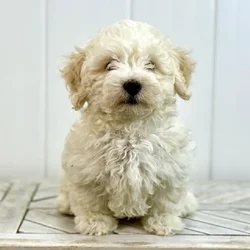 car_main_img_/media/ap_media/pets/ZTACBVRDXRRT35018.webp.250x250_q85.webp