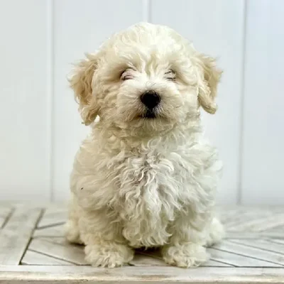 Female Malti-Chon puppy named French Vanilla for sale at Summit Zoo.