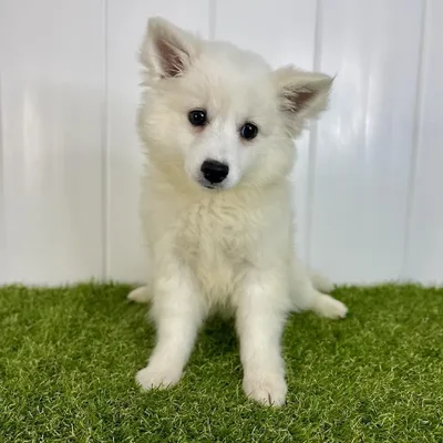 Female American Eskimo Puppy for Sale in Lee's Summit, MO