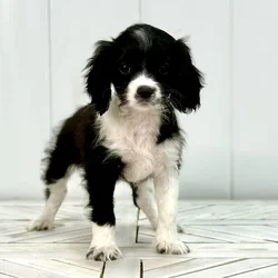 Female Cavapoo puppy named Iris for sale at Summit Zoo.