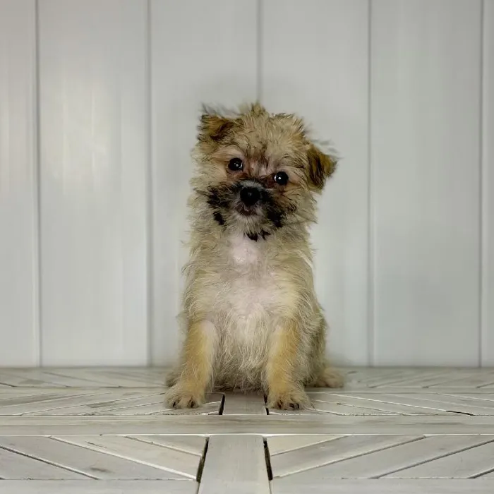 Female Silktese puppy named Black Widow for sale at Summit Zoo.