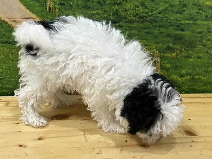 Female Havapoo Puppy for Sale in Lee's Summit, MO