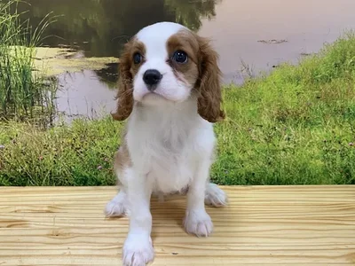 Male Cavalier King Charles Spaniel Puppy for Sale in Lee's Summit, MO