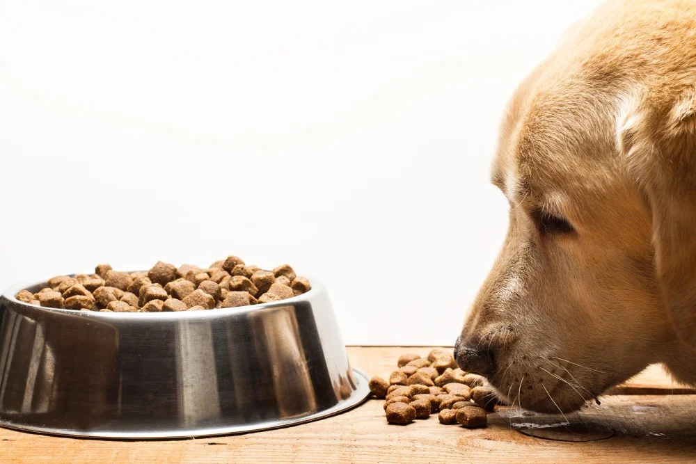 Premium Dog Food Brands in Lee's Summit, MO