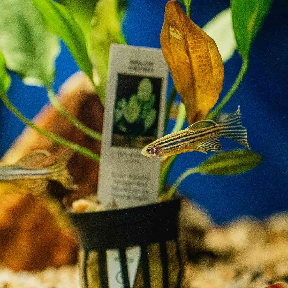 Unknown Freshwater Fish for sale at Summit Zoo.