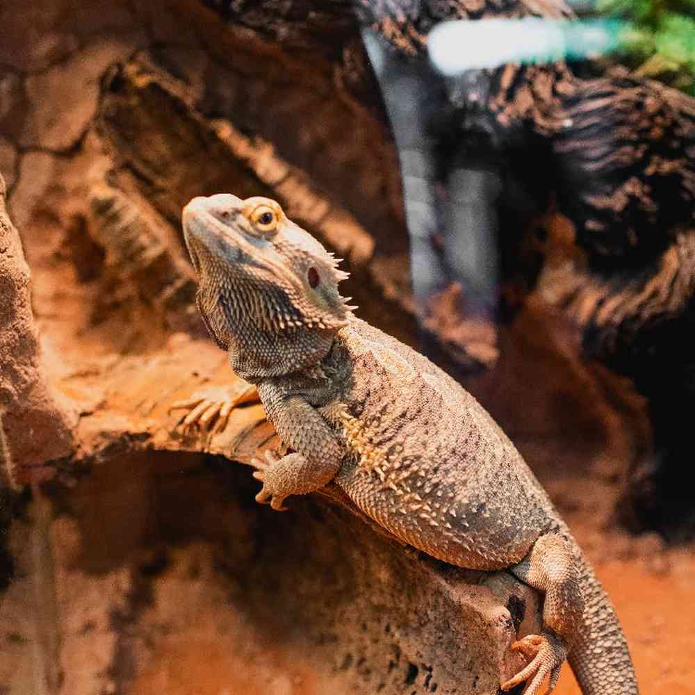 Unknown Bearded Dragon reptile for sale at Summit Zoo.