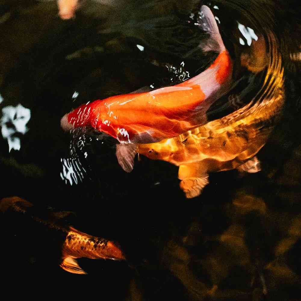Unknown Koi And Goldfish freshwater fish for sale at Summit Zoo.