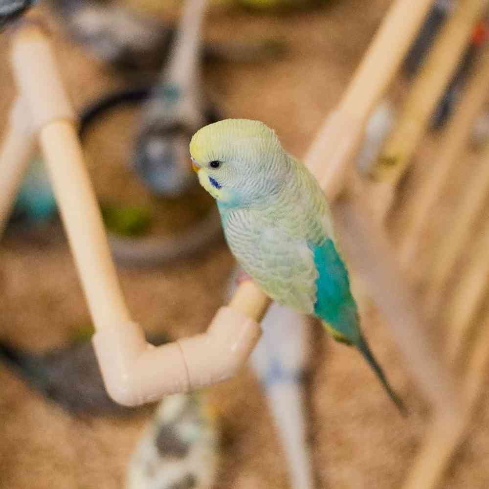Unknown Parakeet bird for sale at Summit Zoo.