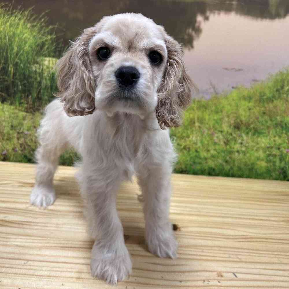 Female Cocker Spaniel puppy named Juliet for sale at Summit Zoo.